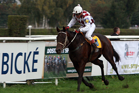 2643286-velka-pardubicka