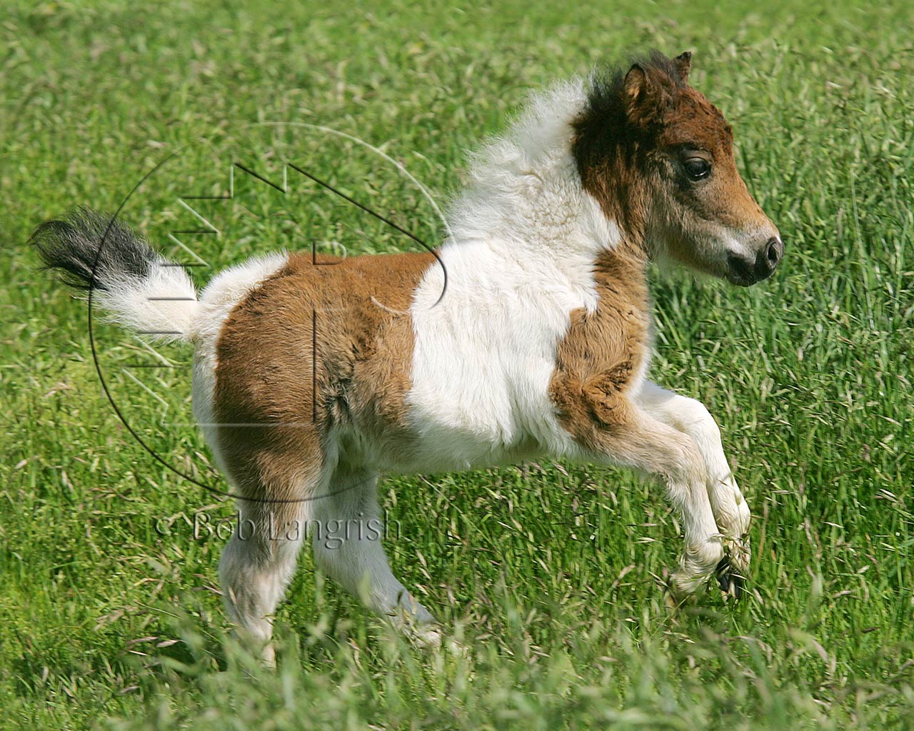 foal-3-july-09