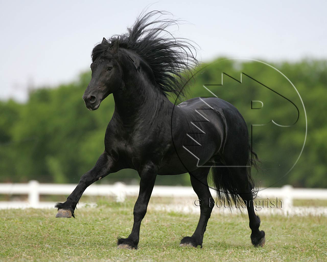 friesian-3-july-09